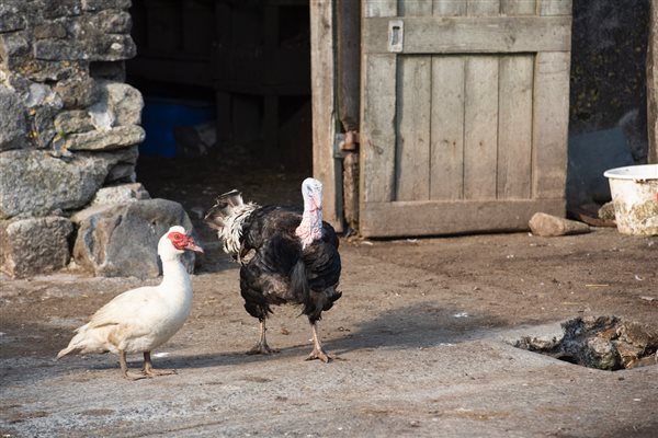 AYLESBURY DUCK WITH CEDRIC THE TURKEY